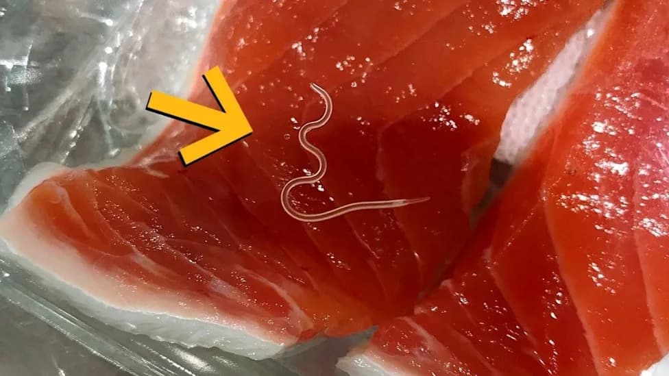 Study Finds Parasites in 96% of Skipjack Tuna From Brazilian Catch — Over 1,600 Worms Counted