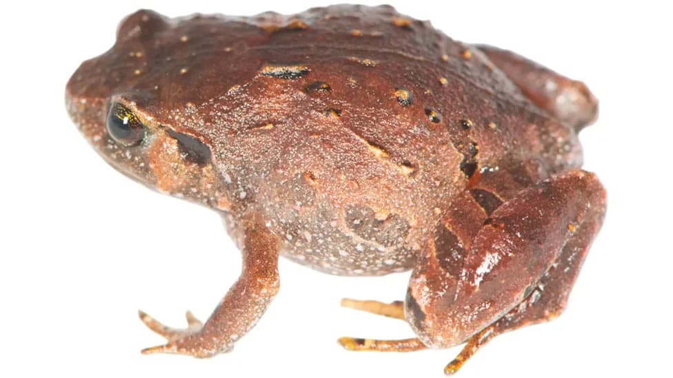 Scientists Reveal Seven Hidden Diamond Frog Species in Madagascar — Rhombophryne Now 27