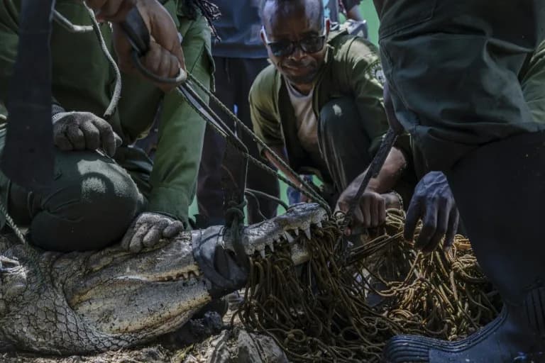 Kenya Intensifies Crocodile Relocations at Lake Baringo as Rising Waters Push Reptiles Toward Homes