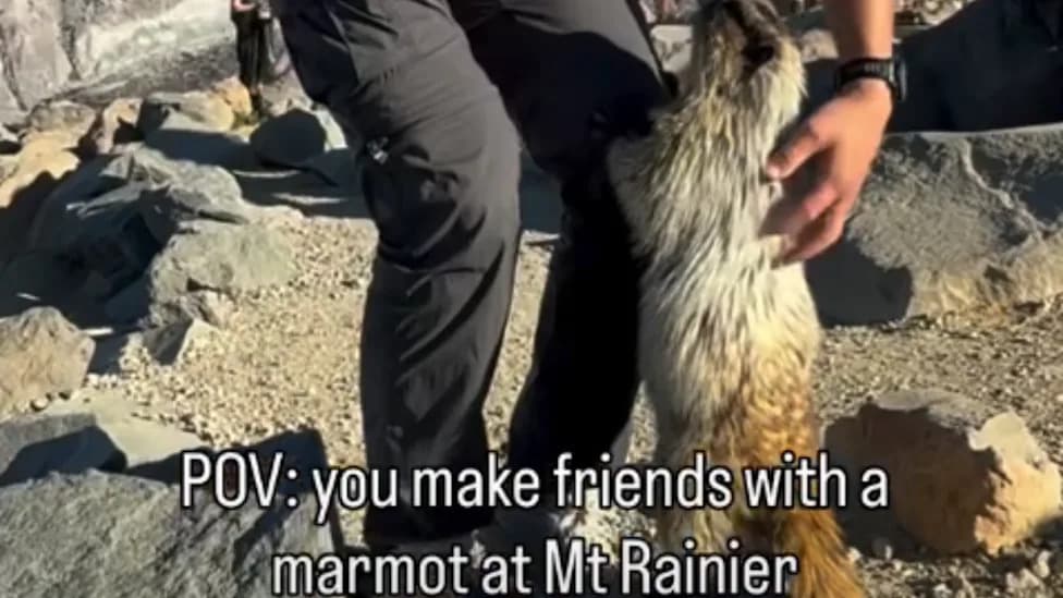 Caught on Camera: Influencer Fined $230 for Petting Marmot at Mount Rainier — Park Questions Ranger’s Outreach