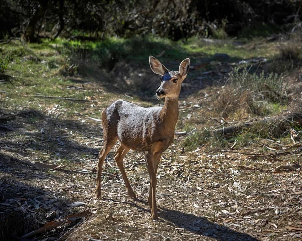 Judge Clears Way to Remove Nearly 2,000 Deer From Catalina Island to Protect Native Plants
