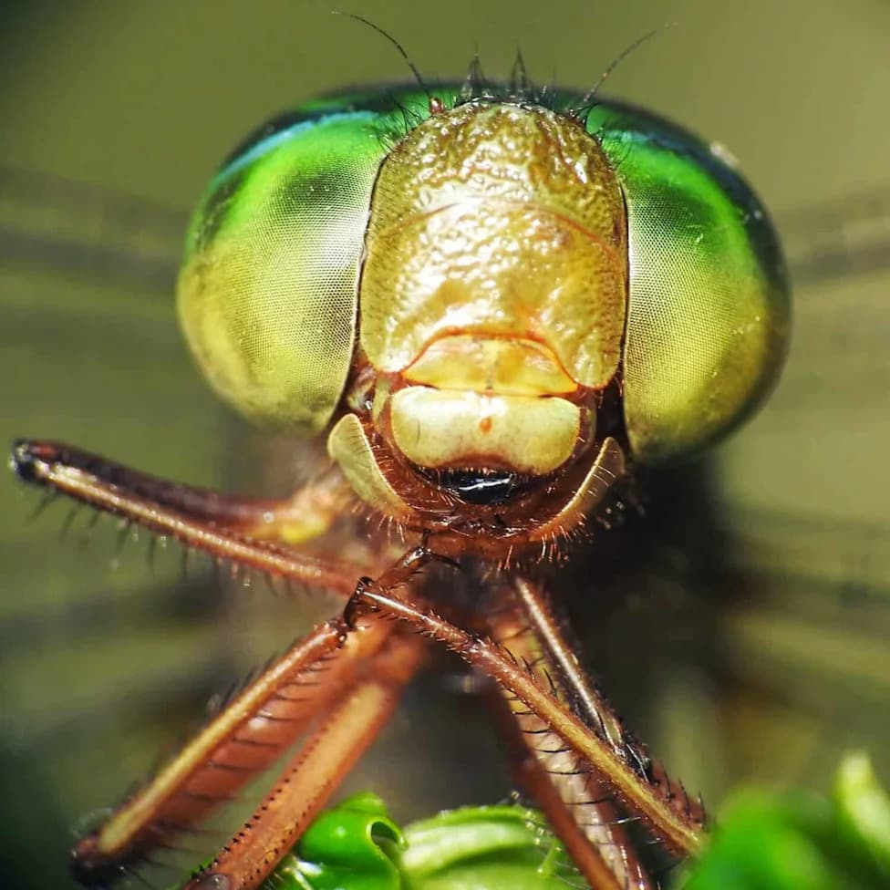 This Insect Sees What We Can't: Dragonflies Have 30,000 Lenses, Five Eyes and Detect Red Light to ~720 nm