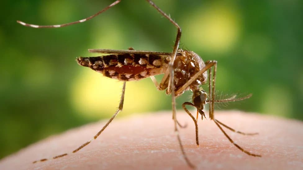 Invasive Aedes aegypti Mosquitoes Found Breeding in East London Homes — Officials Say Public Risk Is Low