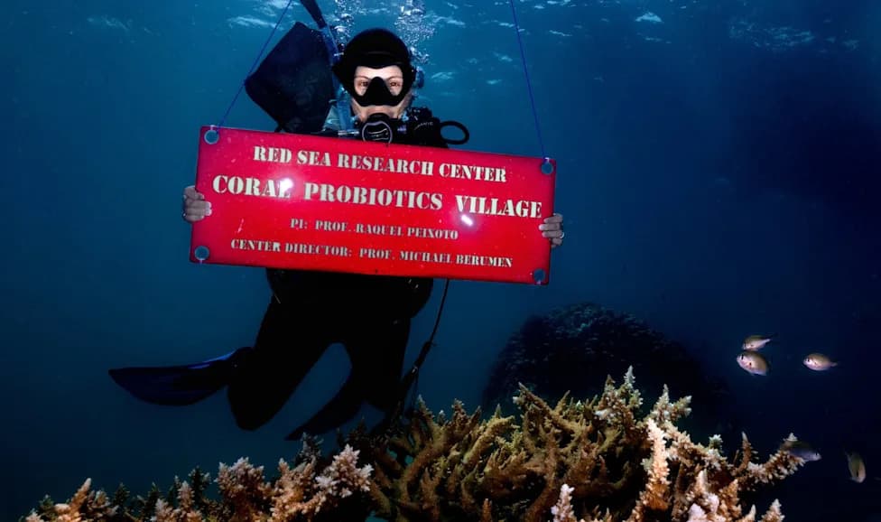 Scientists Revive Heat-Stressed Corals At Sea Using Probiotic and Postbiotic Bacteria
