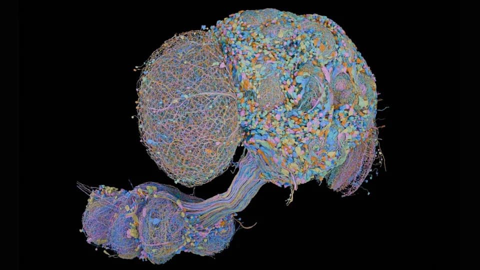 Scientists Map Complete Male Fruit Fly Connectome — 166,000+ Neurons Enable Direct Male–Female Brain Comparisons