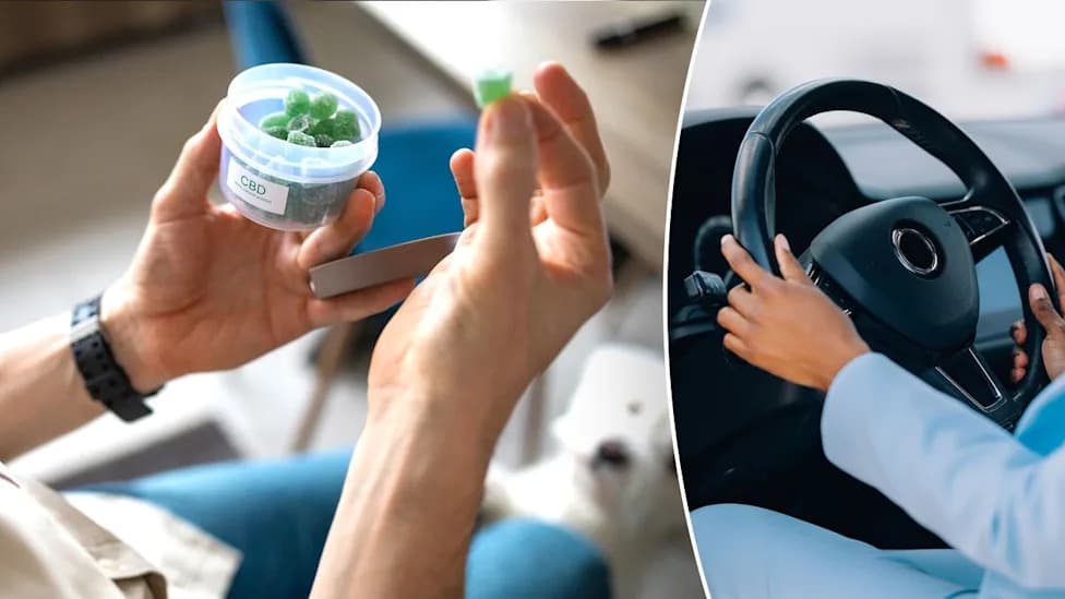 Hidden Danger: Edible Cannabis Can Impair Driving Even When Blood THC Is Below Legal Limits