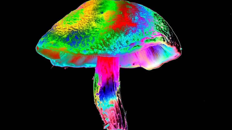 Psilocybin May Protect Nerves From Chemotherapy Damage by Preserving Mitochondrial Trafficking
