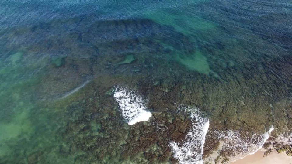 Miles-Long Microalgae Bloom Forces Most Israeli Desalination Plants Offline