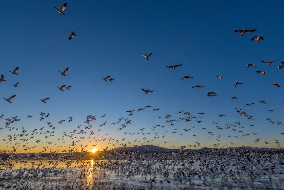 Record Expansion Opens 92 Million Acres: What It Means for U.S. Wildlife Refuges