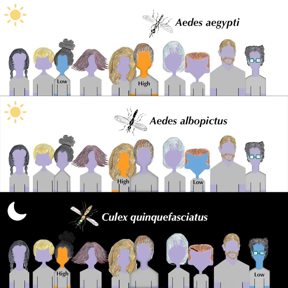 Why Mosquitoes Prefer Some People: What Skin Odors and Microbes Reveal