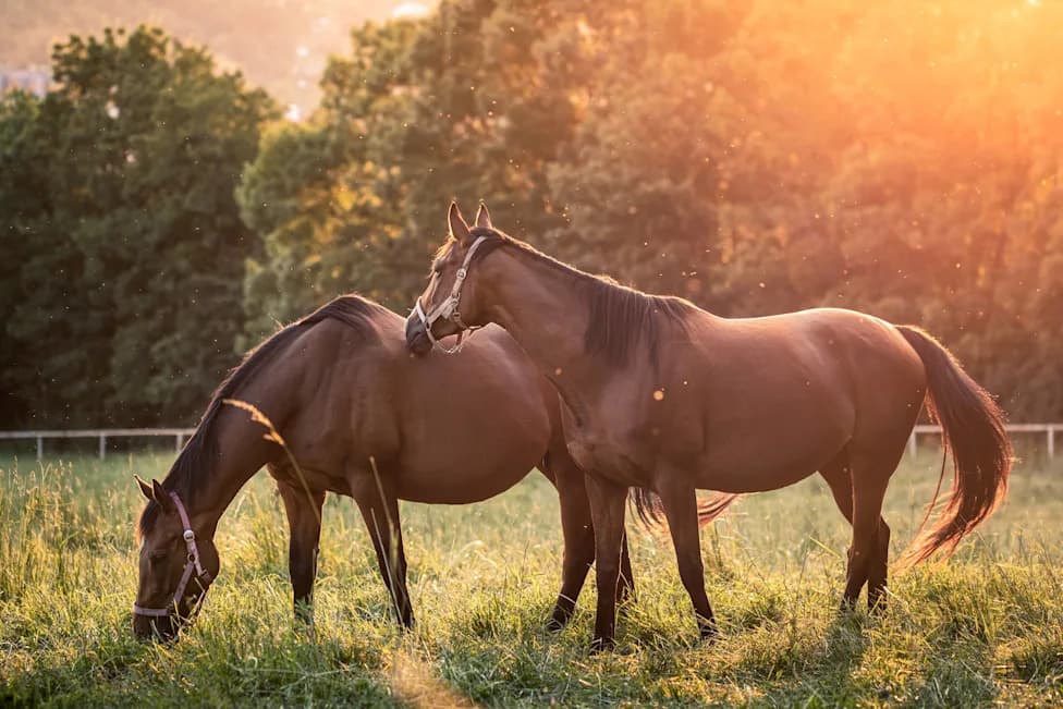 Mule DNA Unlocks the Clearest Telomere-to-Telomere Horse and Donkey Genomes