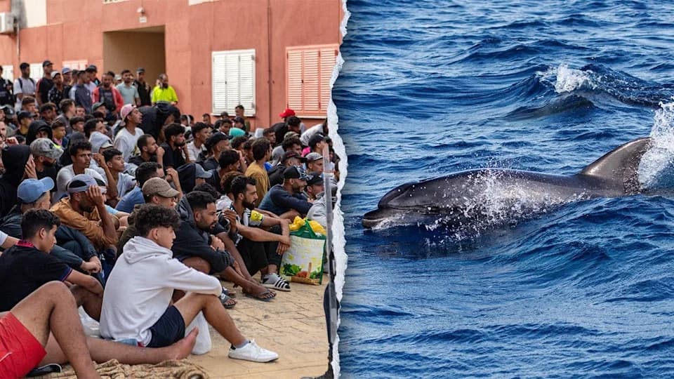 Outrage in Ceuta After Video Appears to Show Baby Dolphin Beaten During Beach Celebration
