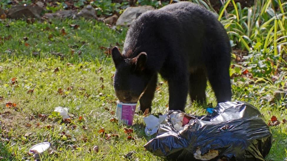 Hungry Bears Flood Colorado Neighborhoods As 2026 Drought Strips Natural Food