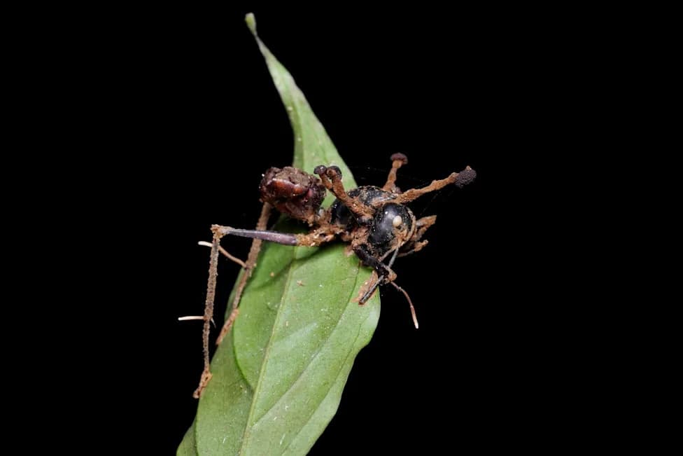Zombie‑Ant Fungus Found Living Inside Moss in the Amazon — Evidence of a Hidden Plant Phase