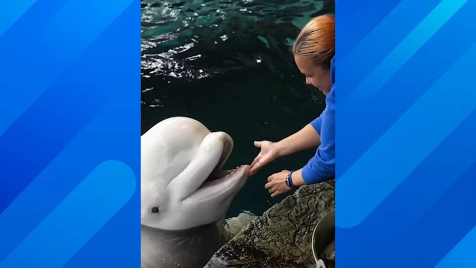 Two More Belugas Die at Shedd Aquarium, Bringing Recent Toll to Three