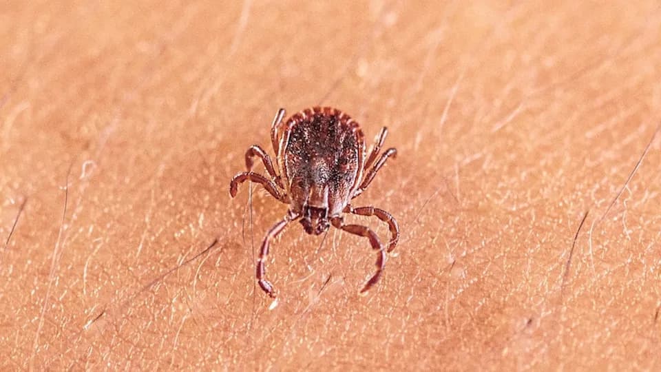 Scientists Identify New Tick-Borne Virus (ALTNV) Linked To Flu-Like Illness — Coinfection Raises Risk