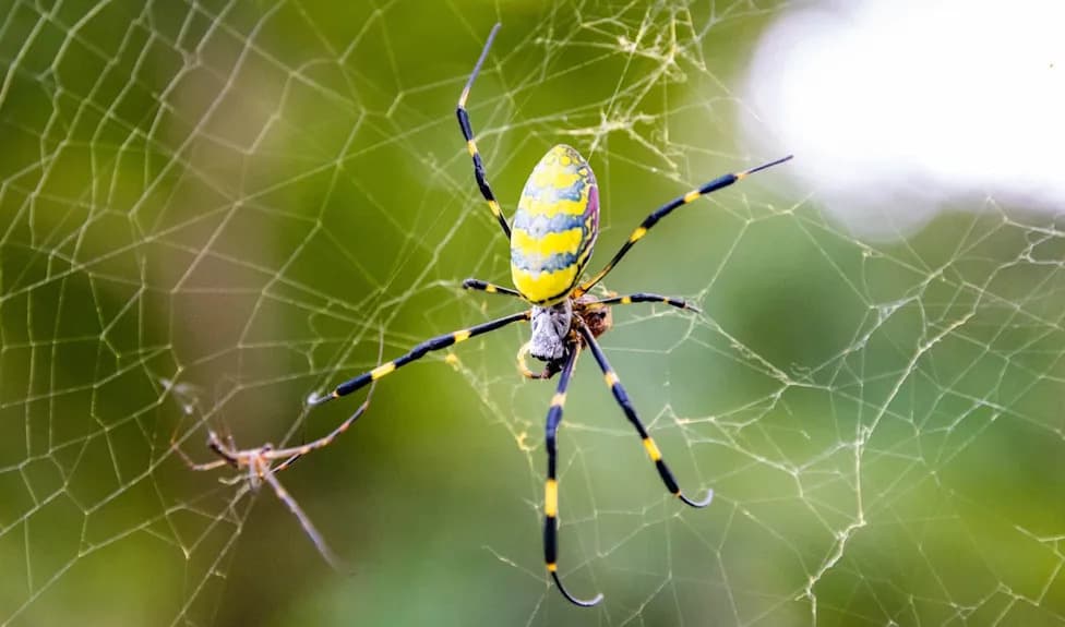 Smokies Ask Visitors To Track Hand‑Sized Joro Spider — “Escapee From Spider Jail”