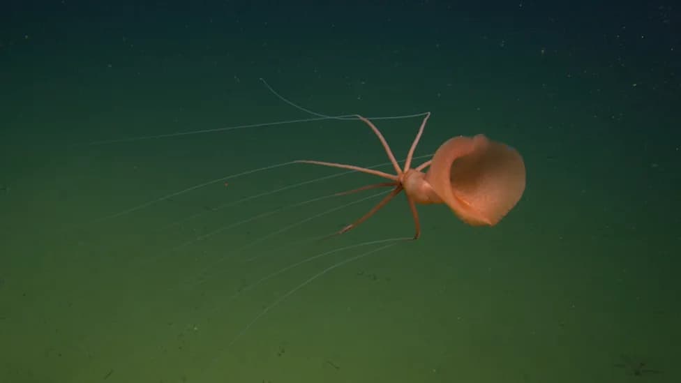 Rare 'Alien' Bigfin Squid Filmed Two Miles Deep Off California