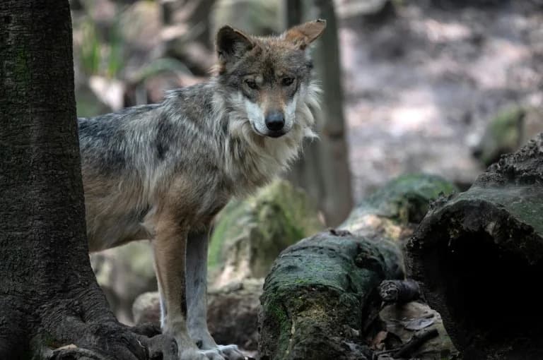 Trump Orders 90-Day Review That Could Strip Gray And Mexican Wolves Of ESA Protections, Sparking Outcry