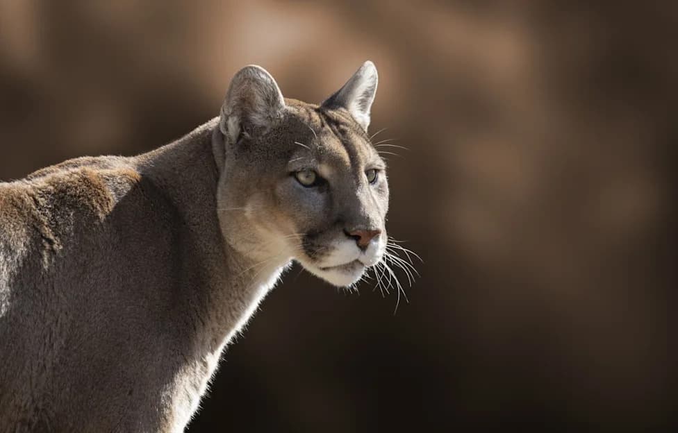 How Cougars Cut Deer‑Vehicle Crashes By Up To 76% On Washington’s Olympic Peninsula