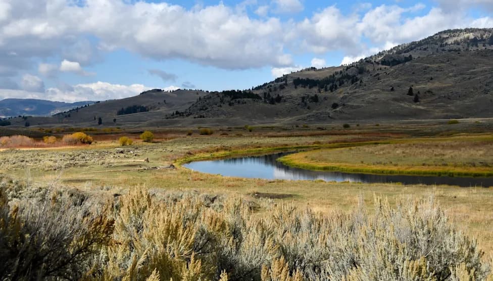 Yellowstone Temporarily Treats Buffalo Creek With Rotenone To Remove Invasive Rainbow Trout