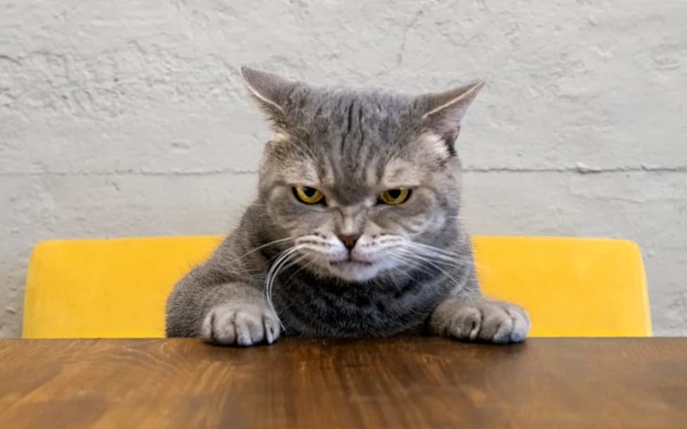 From Cat Ears to Robot Cameras: Satire, Workplace Attire and Privacy Stir UK Headlines