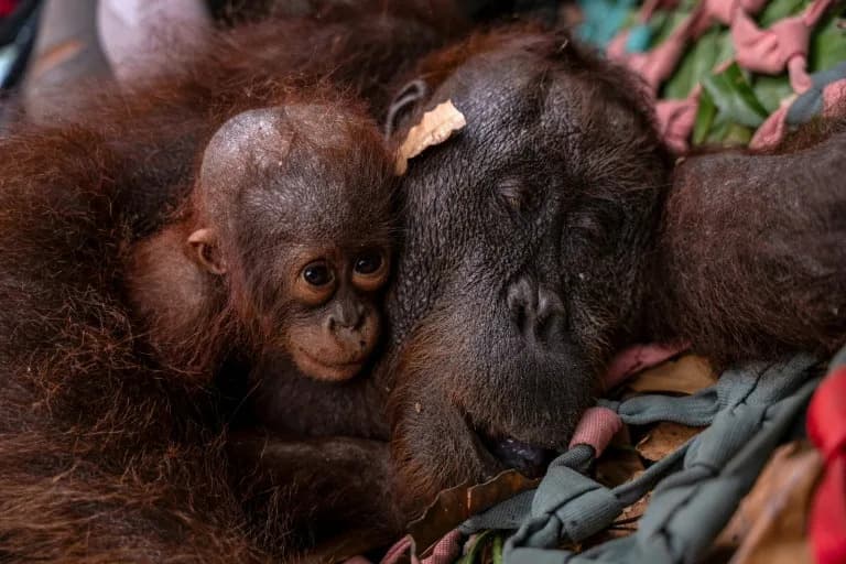 Indonesia Rescues Second Orangutan Mother and Infant From Advancing Wildfires in West Kalimantan