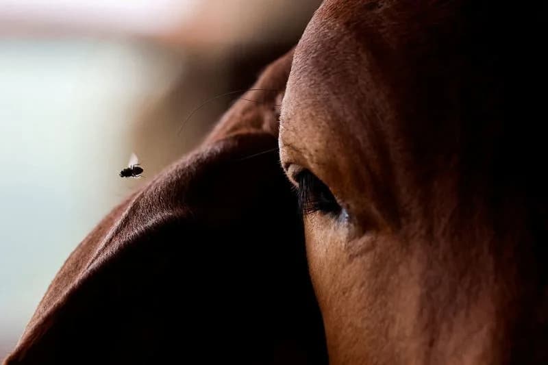 Horse Smuggling Along U.S.-Mexico Border Threatens Screwworm Control Efforts