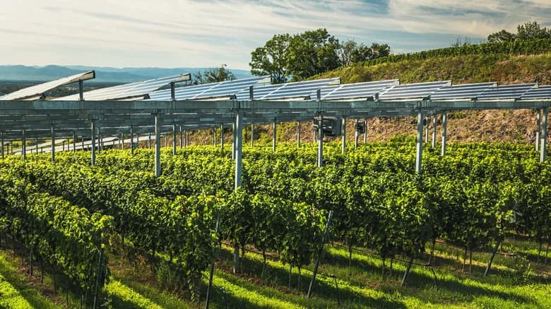 Agrivoltaics: Solar Panels That Cool Fields, Help Workers and Boost Yields