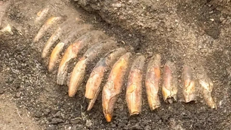 Neolithic Elite Grave Near Wrocław Reveals 42‑Tooth Necklace, Two Human Skulls and Stone Battle Ax