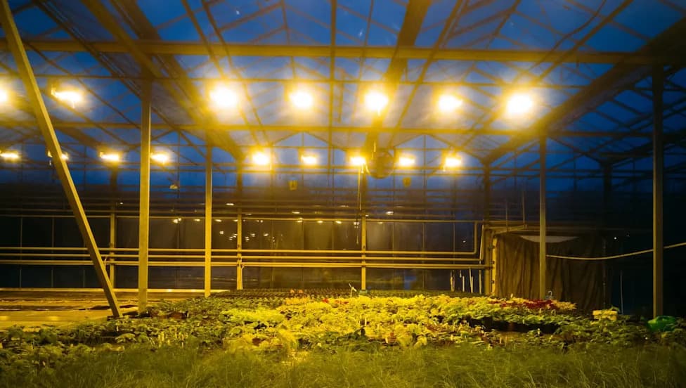 Japan’s Farmers Turn Nocturnal As Deadly Heat Forces Overnight Harvests