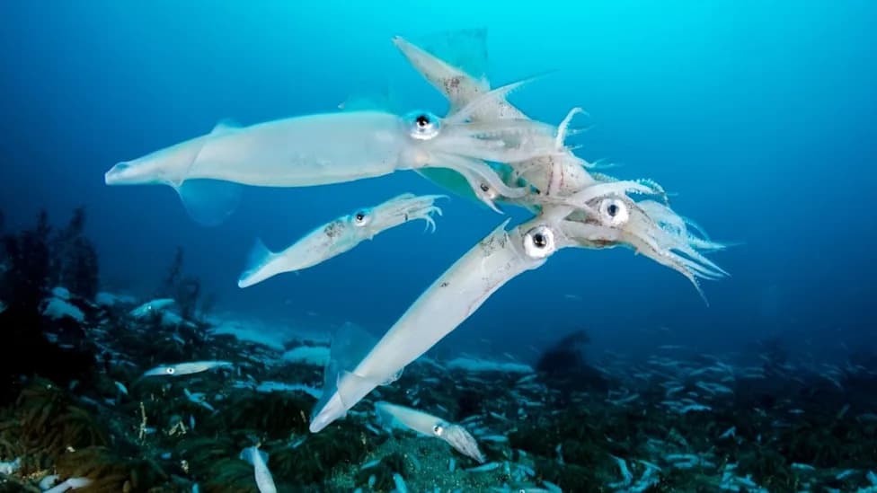 Why Squid Are Surging Across the Seas — And Why It’s Not That Simple