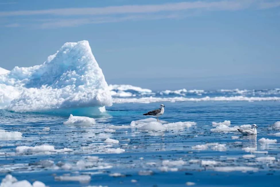 Hidden Kings of the Arctic Seafloor: Starfish Rival Polar Bears as Top Predators