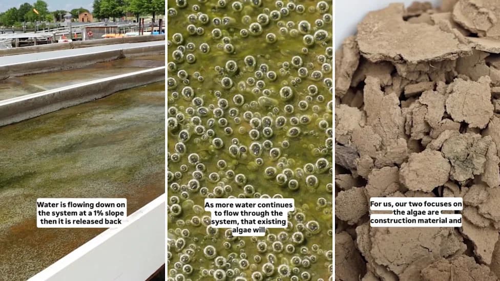 Maryland Park Tests Algae-Based Scrubber To Trap Pollution, Boost River Oxygen