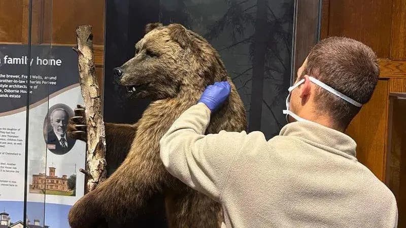 How Boris the Museum Bear’s 120-Year-Old Fur Is Helping Solve Wildlife Crime