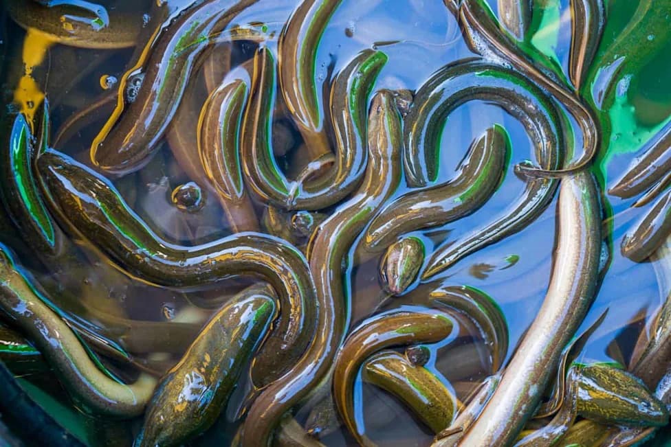 Hidden Invader: Asian Swamp Eel Rapidly Spreading Across Florida Wetlands