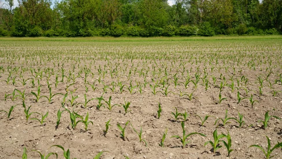 German Farmers Face Rising Losses As Drought and Extreme Heat Become The New Normal