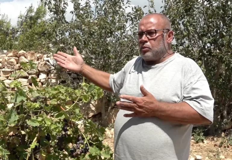 Palestinian Farmers in Beit Ummar Fight Settler Sabotage to Protect Vineyards and Livestock