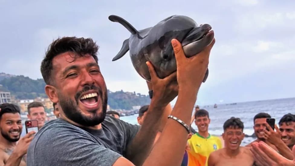 Viral Video of Baby Bottlenose Dolphin Beaten to Death on Ceuta Beach Sparks Global Outrage
