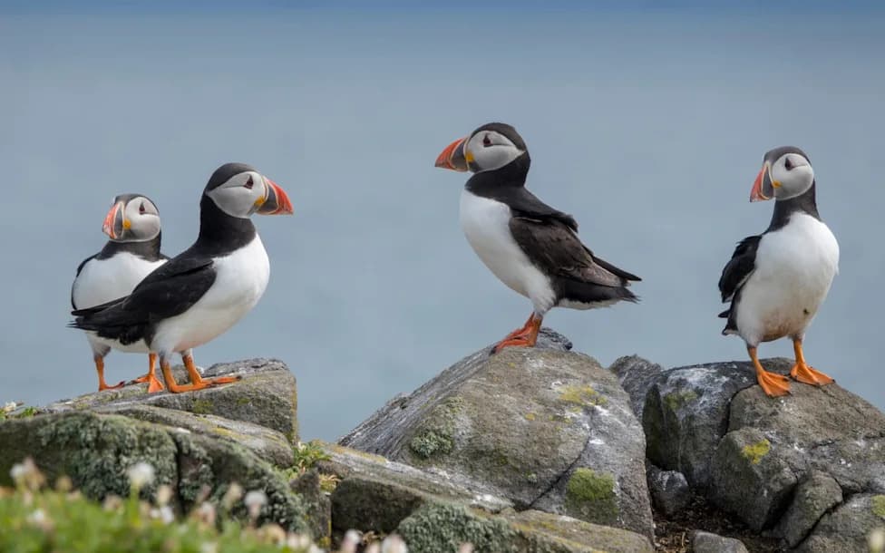 Puffin Numbers Plunge ~30% On Isle of May After Marine Heatwaves And Intense Storms