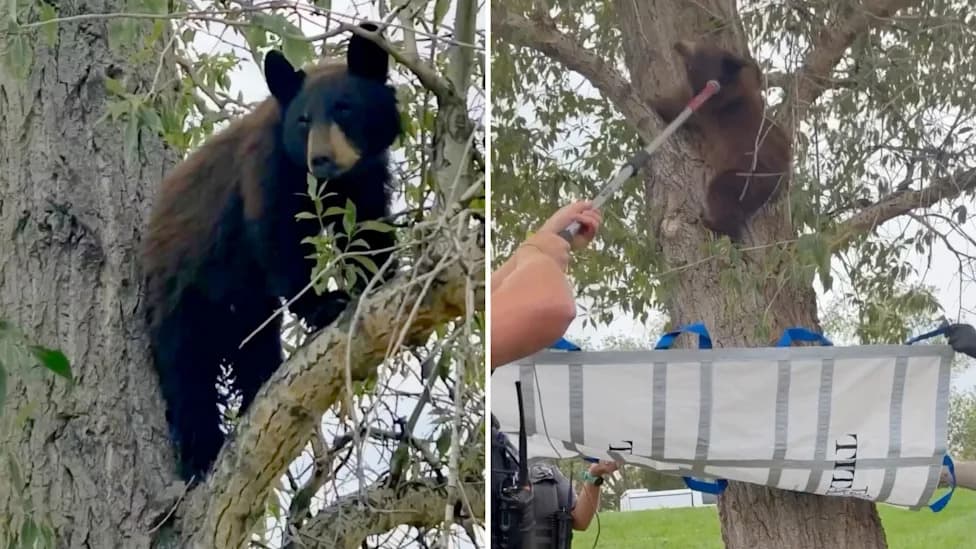 Boulder County Cub Tranquilized, Tagged and Relocated as Colorado Sees Late‑Summer Bear Surge