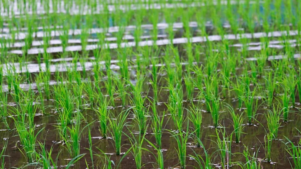 South Korea Pushes Global Seed Backup to Shield Crops From Climate Threats