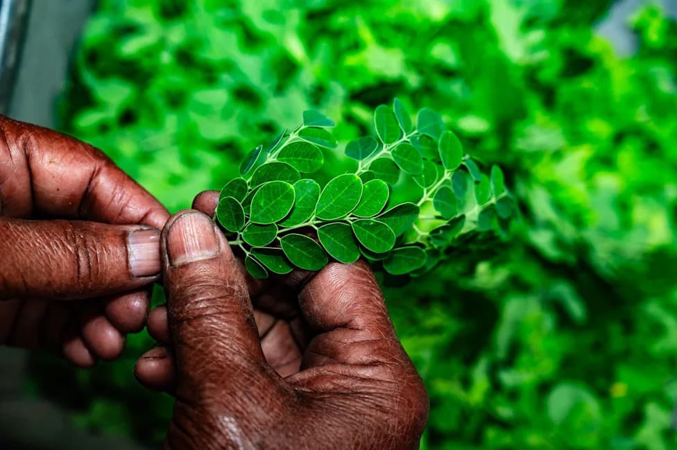 Moringa Recall Alert: Three Salmonella Outbreaks Sickened 175 People — Check Your Supplements