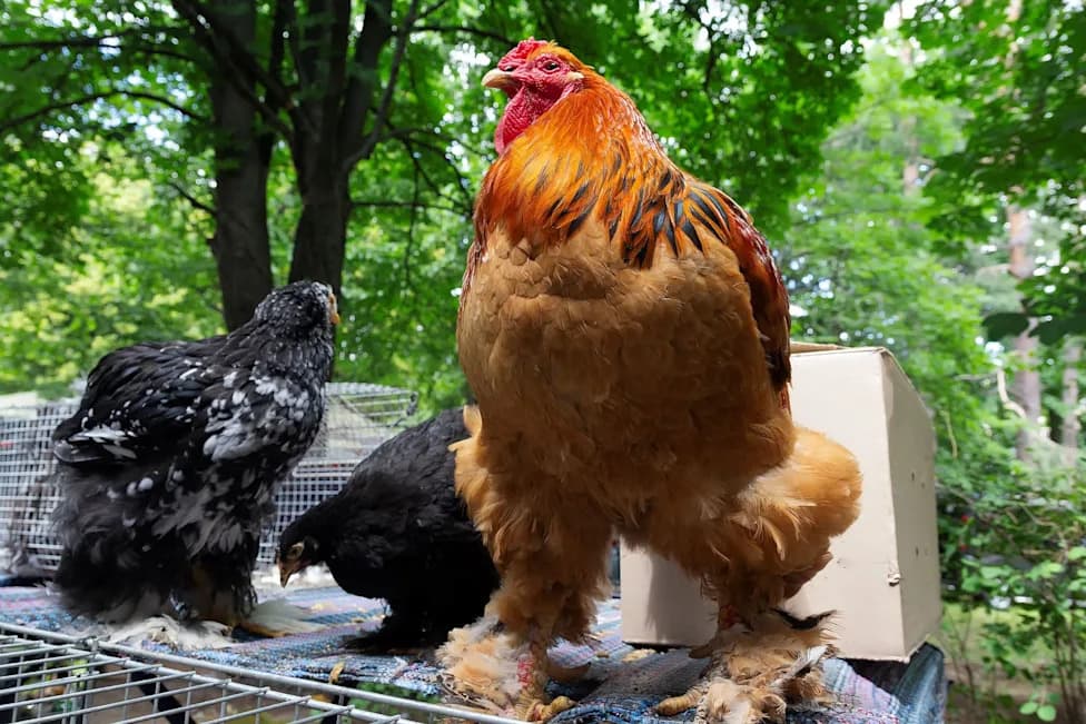 How America's Chickens Got Four Times Bigger — And Why Hormones Aren't to Blame
