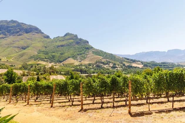 France Faces One of Its Worst Wine Harvests in 30 Years After Record Heatwaves
