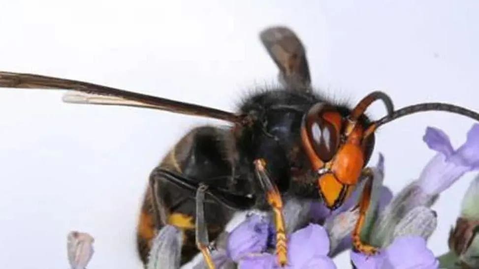 Asian (Yellow‑Legged) Hornets May Be Establishing In South East As Nests Spread Despite Fewer Sightings