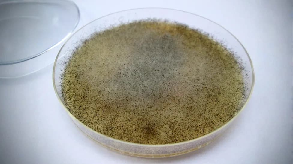Gut Fungus Mucor racemosus Shows Promise in Protecting Mice From Radiation Damage