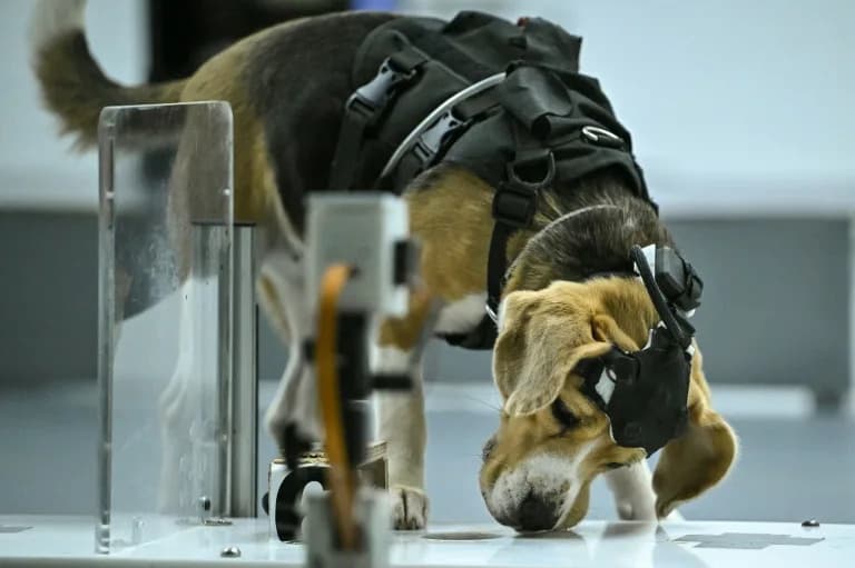 AI-Powered Sniff Tests: Indian Dogs Hunt for Cancer With >90% Early Accuracy