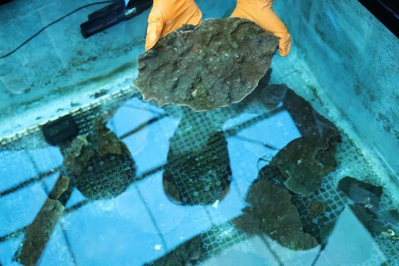 Jeju's Soft Corals Are Slumping — Divers and Scientists Warn Warming Seas Could Trigger Ecosystem Collapse