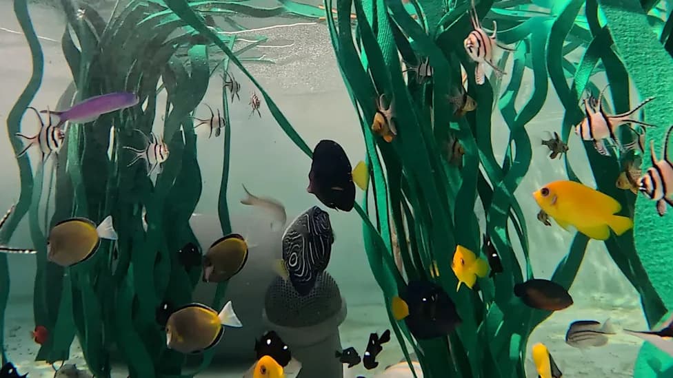 Nearly 500 Trafficked Marine Animals Rescued — Aquarium of the Pacific Works Overnight to Stabilize Them